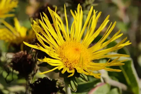 Inula helenium