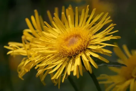 Inula salicina