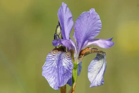 Iris sibirica