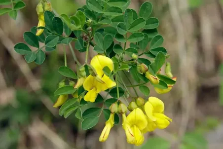 Hippocrepis emerus