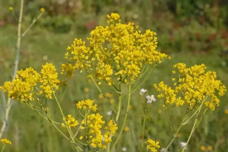 Isatis tinctoria - Einzelsamen