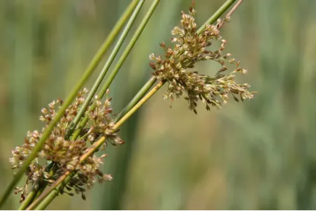 Juncus effusus - Einzelsamen