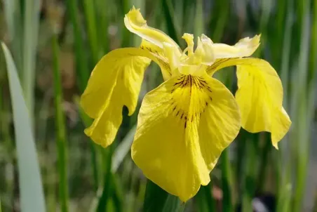 Iris pseudacorus