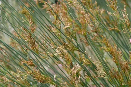 Juncus inflexus - Einzelsamen