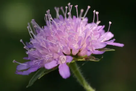 Knautia dipsacifolia - Einzelsamen