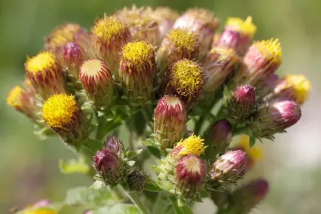 Inula conyzae