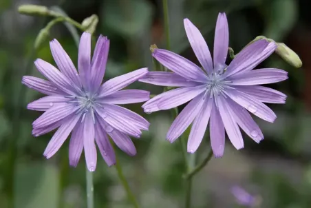 Lactuca perennis