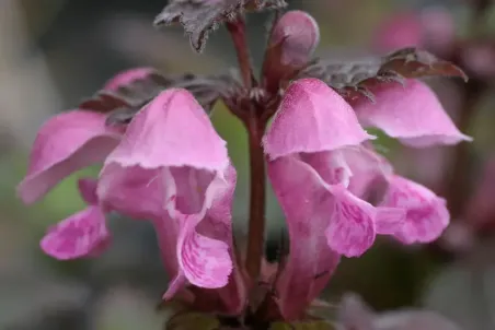 Lamium maculatum - Einzelsamen