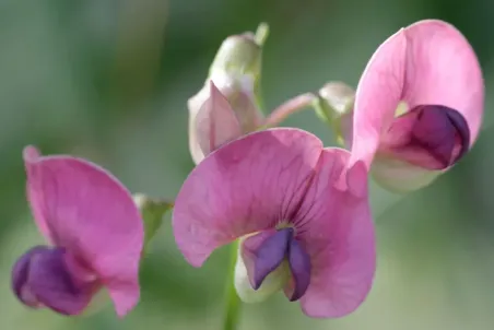 Lathyrus silvestris