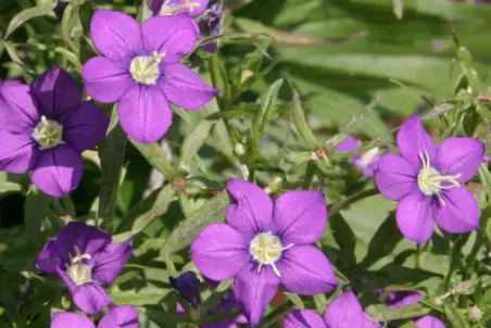 Legousia speculum-veneris - Einzelsamen