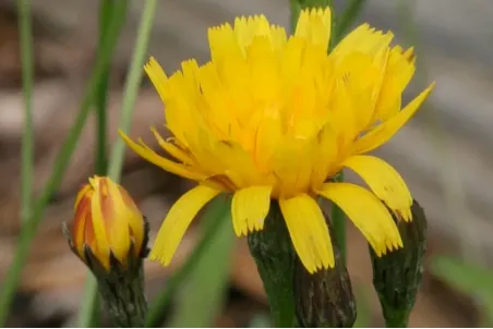 Leontodon autumnalis