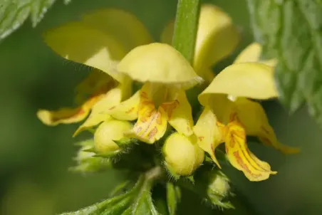 Lamium galeobdolon