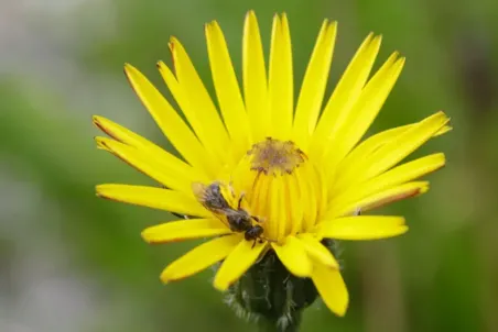 Leontodon hispidus - Einzelsamen