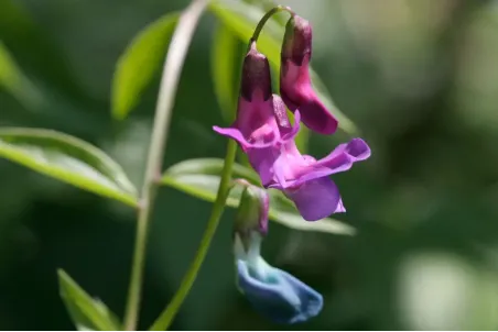 Lathyrus vernus