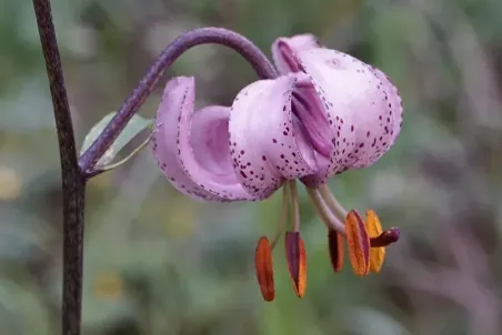 Lilium martagon