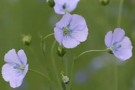 Linum usitatissimum - Einzelsamen