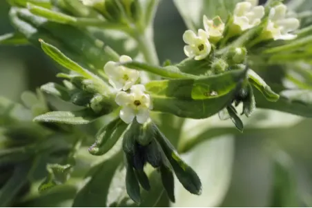 Lithospermum officinale