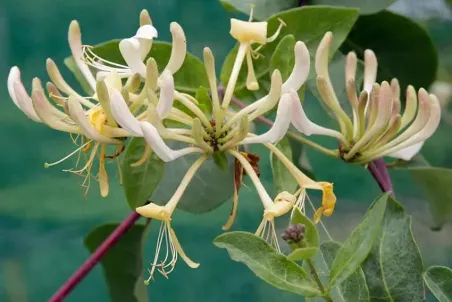 Lonicera periclymenum