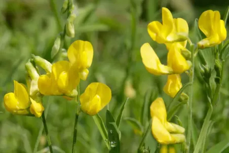 Lathyrus pratensis