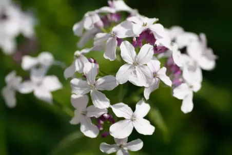 Lunaria rediviva