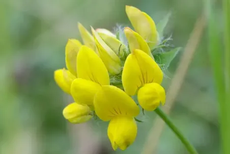 Lotus pedunculatus