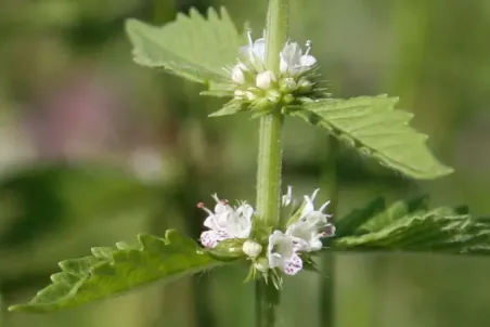 Lycopus europaeus - Einzelsamen