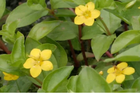 Lysimachia nemorum