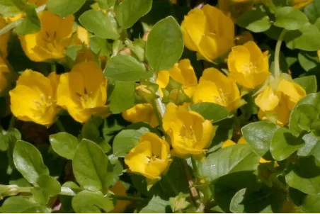 Lysimachia nummularia