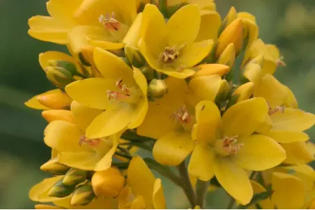 Lysimachia vulgaris - Einzelsamen