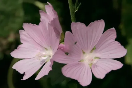 Malva alcea