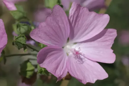 Malva moschata