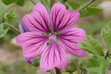 Malva silvestris