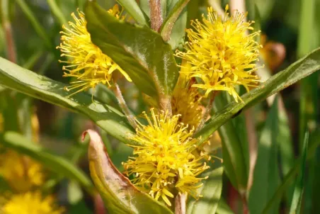 Lysimachia thyrsiflora