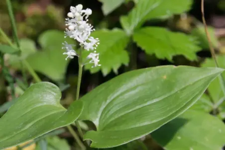 Maianthemum bifolium