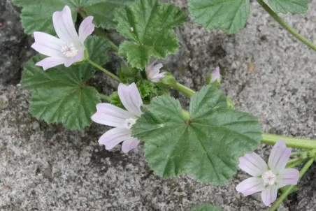 Malva neglecta