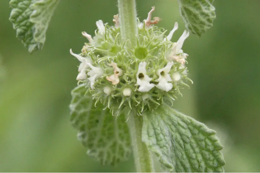 Marrubium vulgare | Die Wildstaudengärtnerei AG