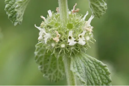 Marrubium vulgare - Einzelsamen