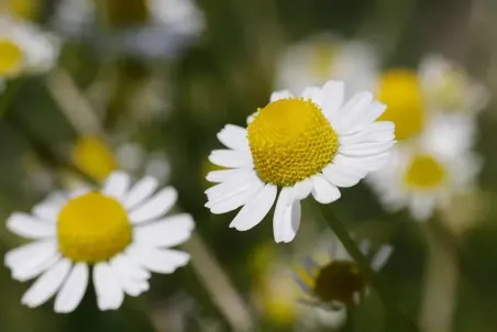 Matricaria chamomilla