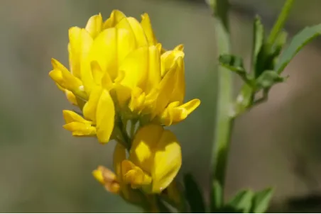 Medicago falcata