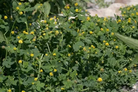 Medicago lupulina - Einzelsamen