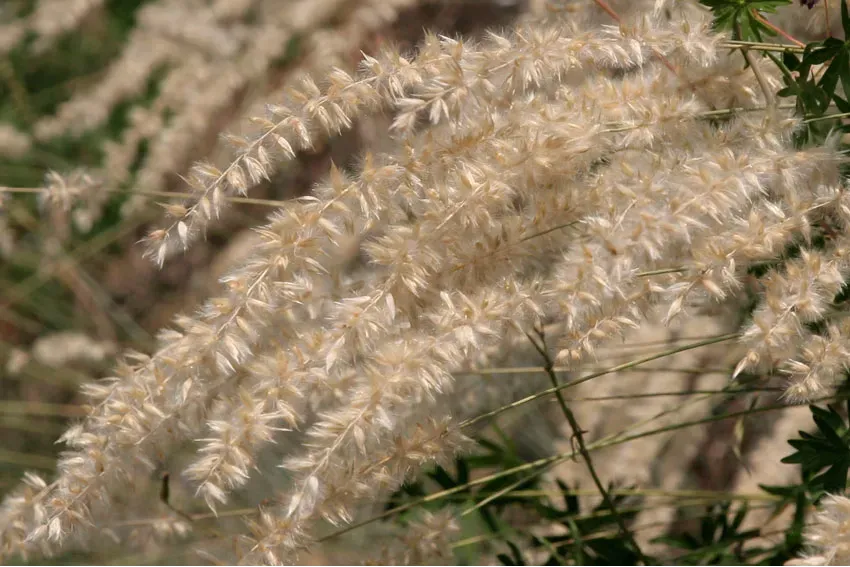 Melica ciliata | Die Wildstaudengärtnerei AG