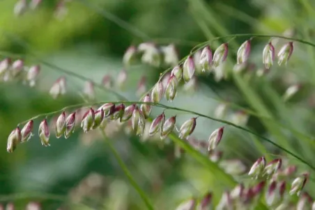 Melica nutans - Einzelsamen