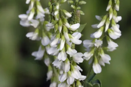 Melilotus albus - Einzelsamen