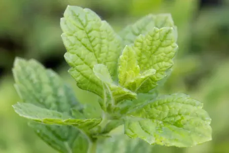 Melissa officinalis - Einzelsamen