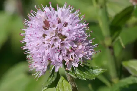 Mentha aquatica