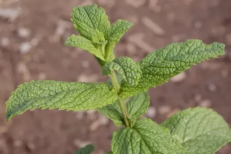 Mentha arabica