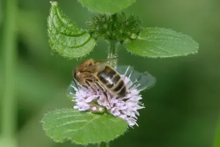 Mentha arvensis