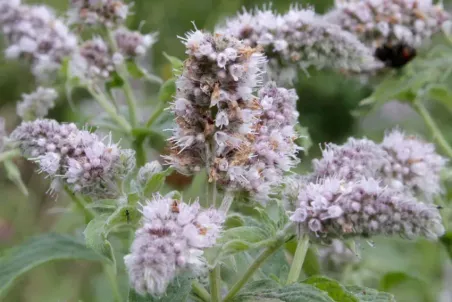 Mentha longifolia - Einzelsamen