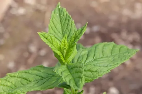 Mentha x piperita 'Hebraica'