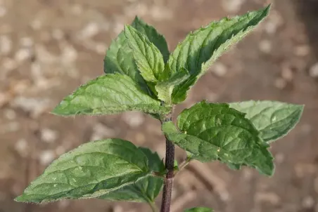 Mentha x piperita 'Mitcham'